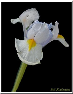 iris_hopper_framed.jpg