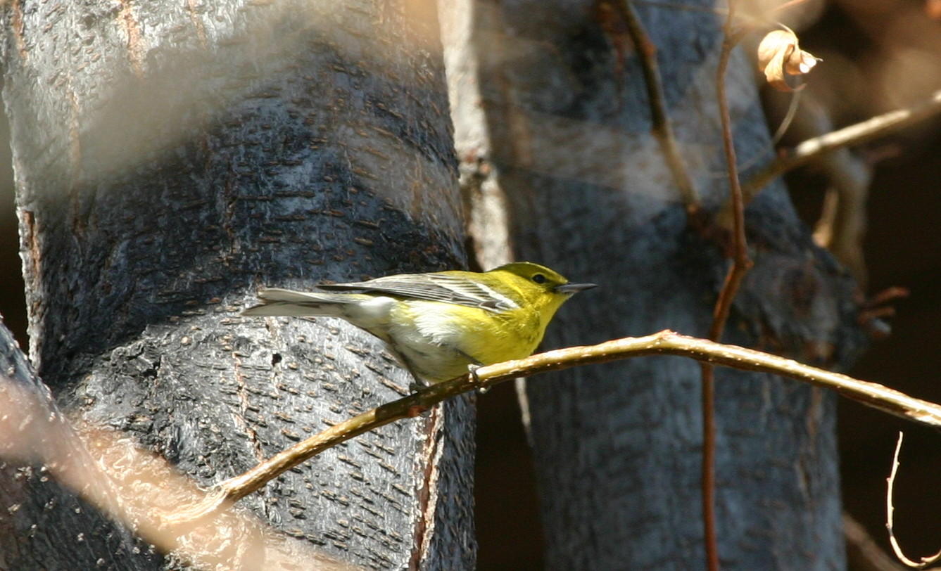 Pine Warbler