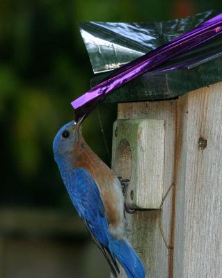 Bluebird Checks Out Sparrow Spooker