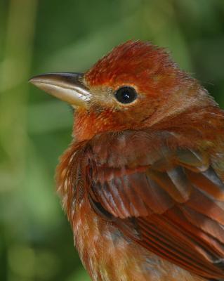 Summer Tanager II