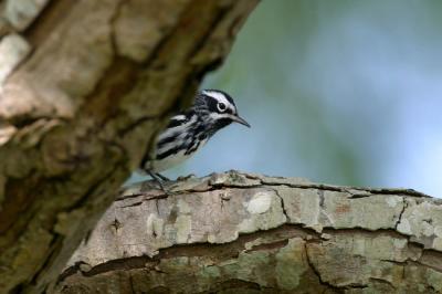 Black and White Warbler III