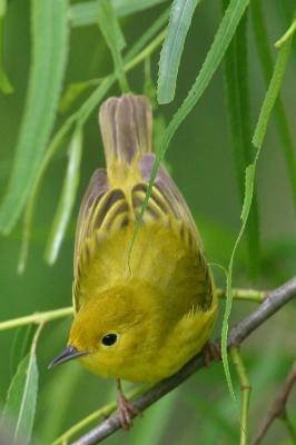 Yellow Warbler I