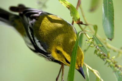 Black-throated Green Warbler I