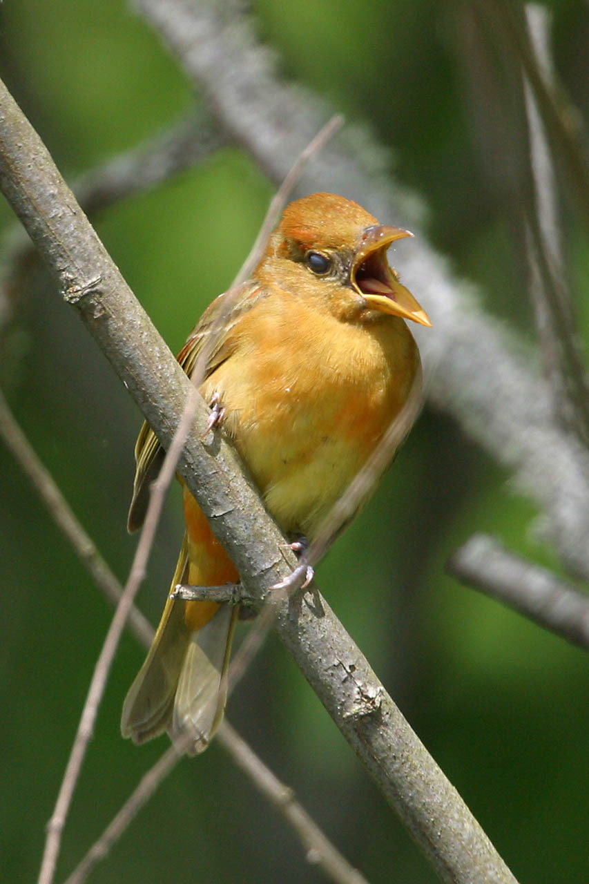 Summer Tanager IV