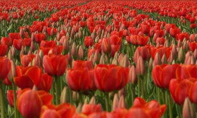 Tulips