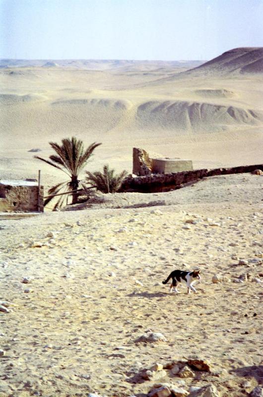 Cat on the Giza Plateau