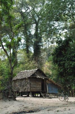 Tall trees tower over the small hut