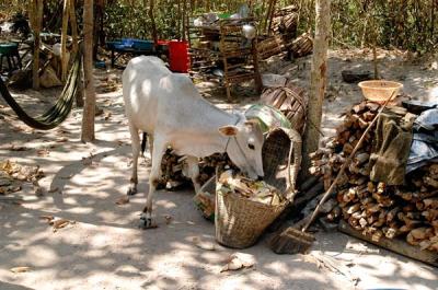 u44/bmcmorrow/medium/28520976.cambodia432.jpg
