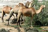 Camels near Kalba