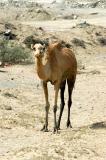 Camel near Kalba