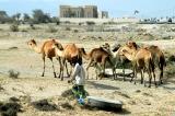 Camels near Kalba
