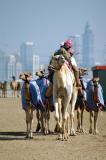 Camels with my building on Sheikh Zayed Rd.