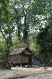 Tall trees tower over the small hut