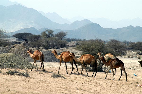 Camels near Kalba