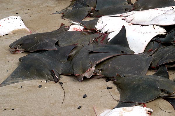 Unfortunately, unwanted stingrays were also caught in the nets and killed. What a waste.