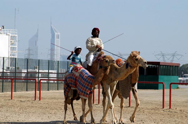 After a practice session at the Nad al Sheba camel racetrack