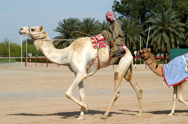 Racing camel at Nad al Sheba