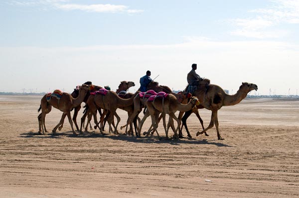 Camels, Nad al Sheba, Dubai