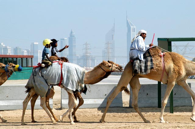 Racing camels, Dubai