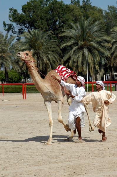 Running with a racing camel