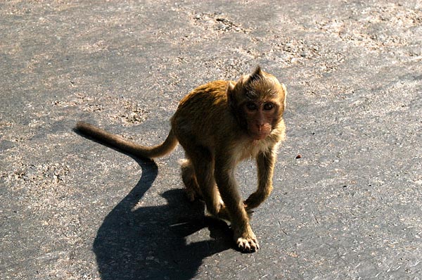 Monkey on the road along the southern moat of Angkor Wat