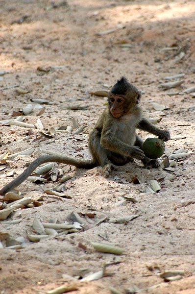 Baby monkey (long-tailed macaque)