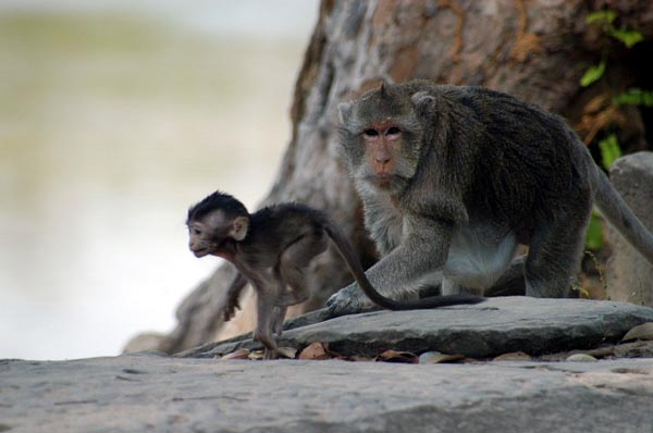 Baby and adult macaques