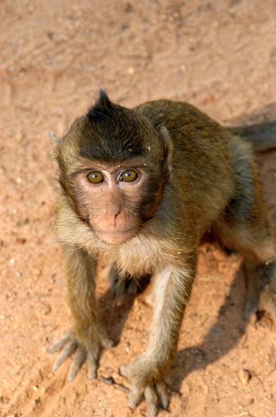 They have a bit of a spiked hairdo