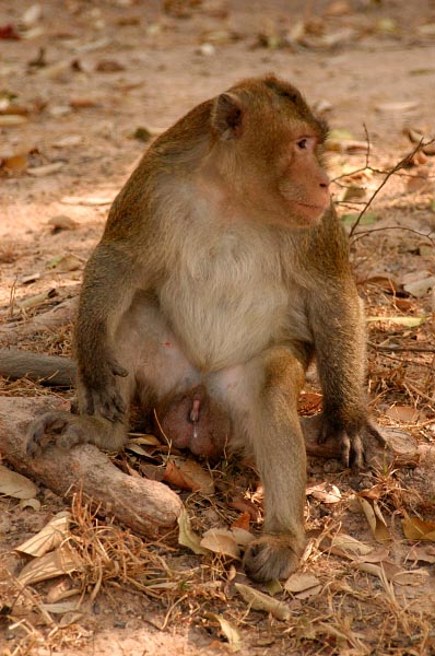 Spank the Monkey