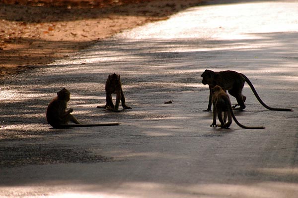 Monkies in the middle of the road that runs along the southern moat