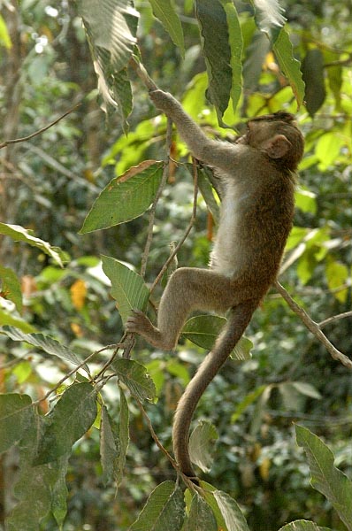 A young macaque scampers into the trees