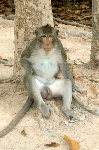 Large male long tailed macaque