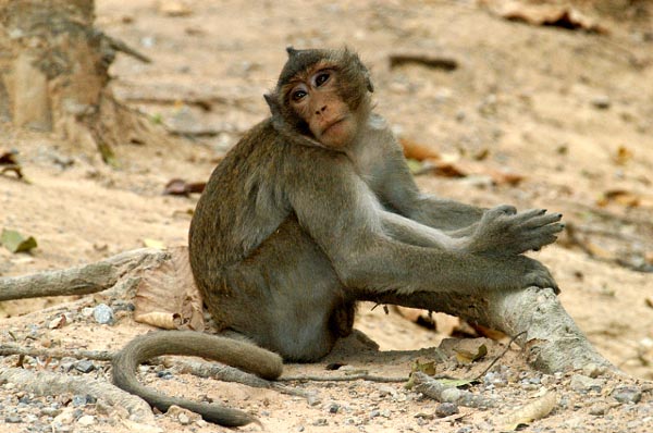 Long tailed macaque