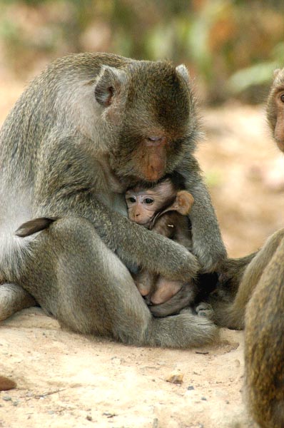 Mother cuddling baby