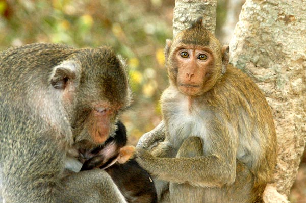 Long Tailed Macaques near Angkor Wat