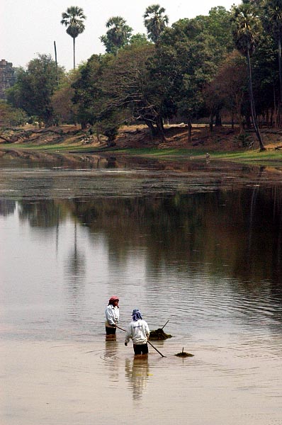 Collecting vegetation from the moat around Angkor Wat