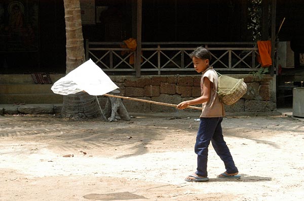 A boy collecting butterflies