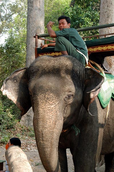 Mahout on an elephant