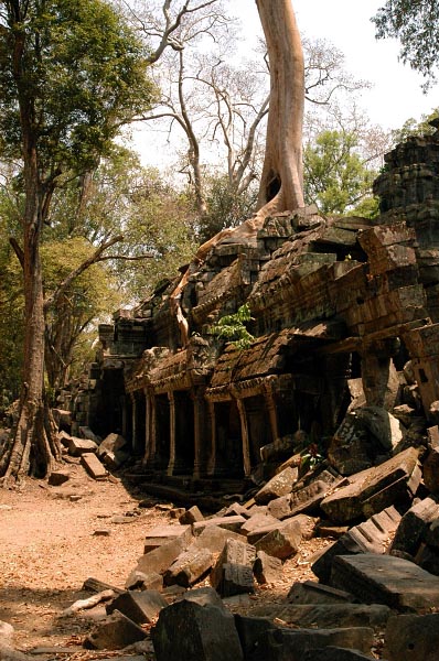 A tree growing on the roof of a temple section