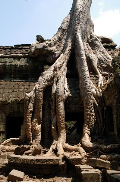 Massive root system of a tree at Ta Prohm