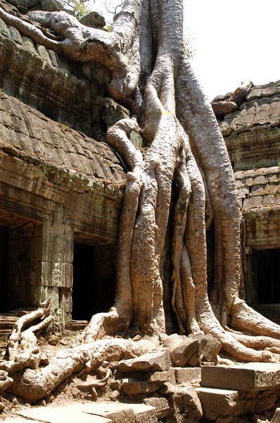 Ta Prohm