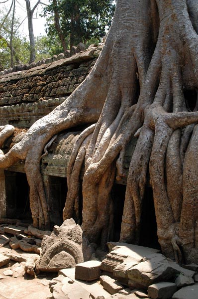 Ta Prohm