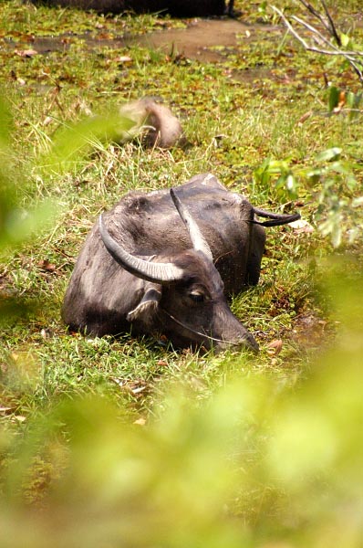 Water buffalo, Preah Khan moat