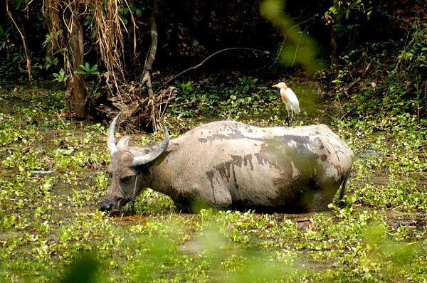 Without the guy with the slingshot, the birds sit on the water buffalo