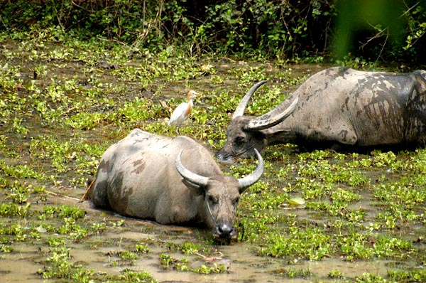 Water buffalo and birds, Preah Khan moat