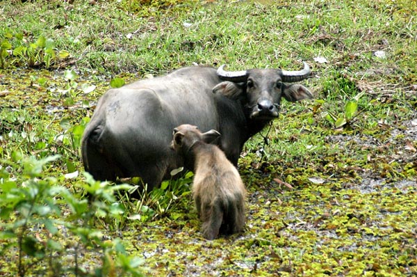 Water buffalo and calf in the moat at Preah Khan