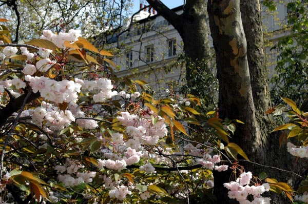 Spring flowers at Eton Square, London