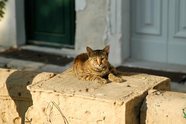 Cat in Valletta