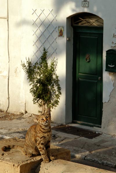 Cat and door, Valetta