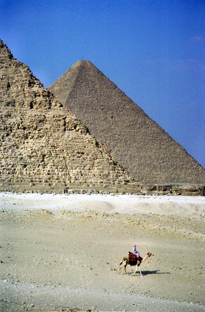 Camel by the pyramids